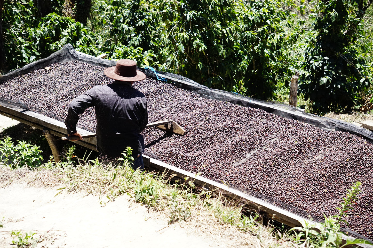 PACAMARA NATURAL パカマラナチュラル エルサルバドル 中浅煎り 150g
