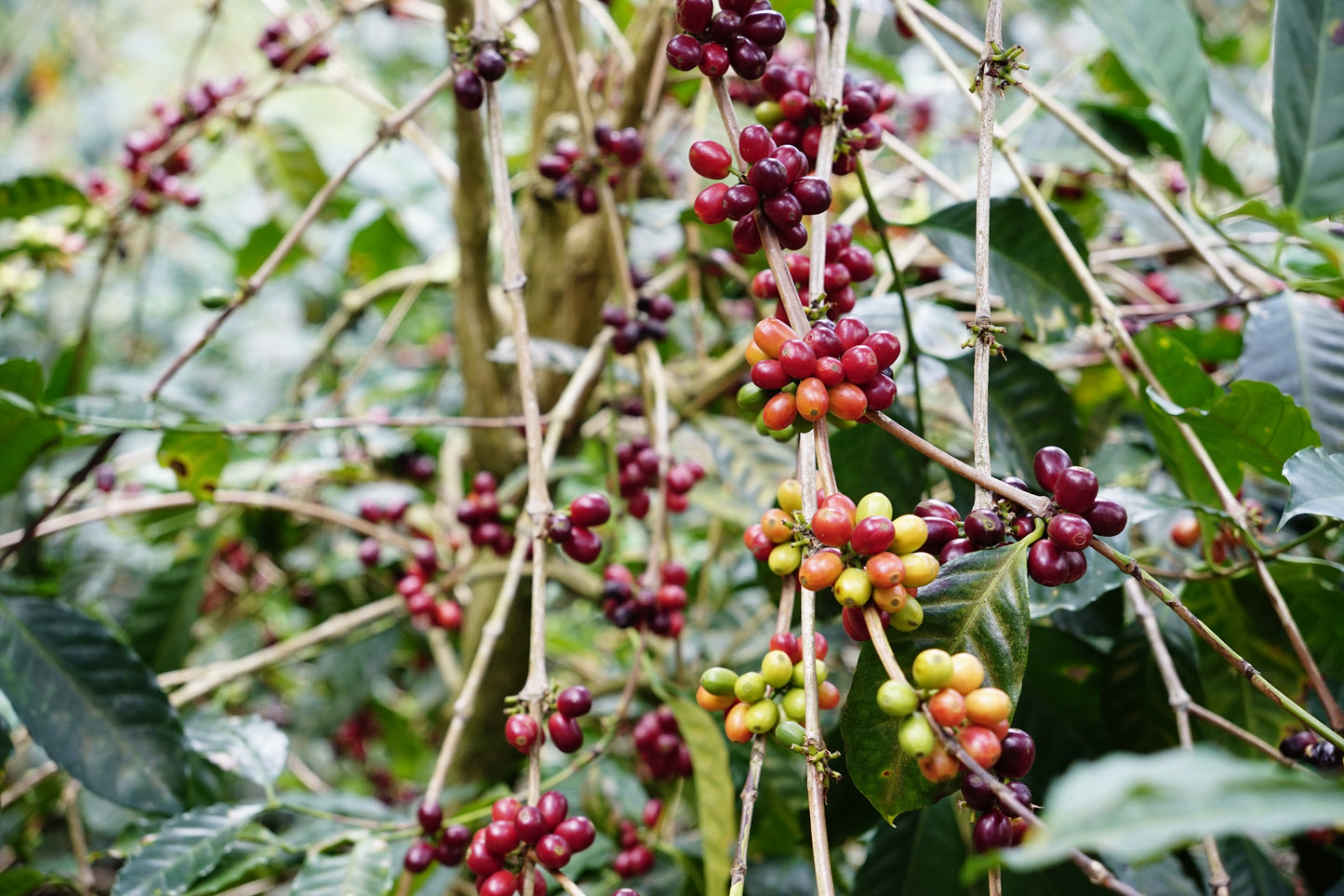 PACAMARA NATURAL パカマラナチュラル エルサルバドル 中浅煎り 150g