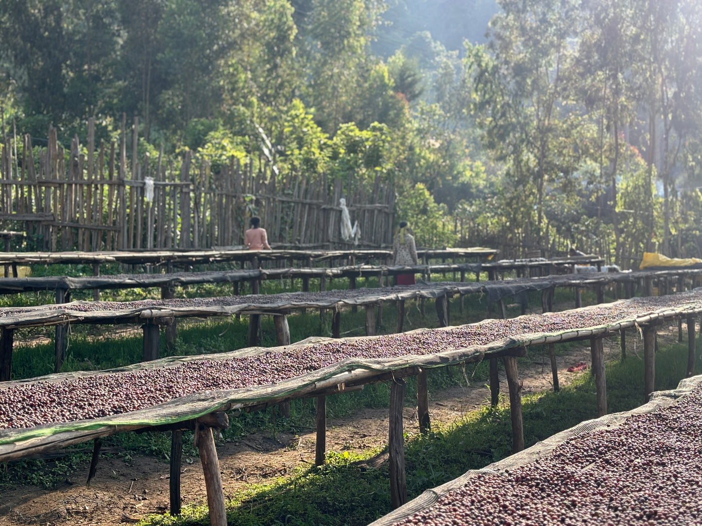 ETHIOPIA ARICHA NATURAL