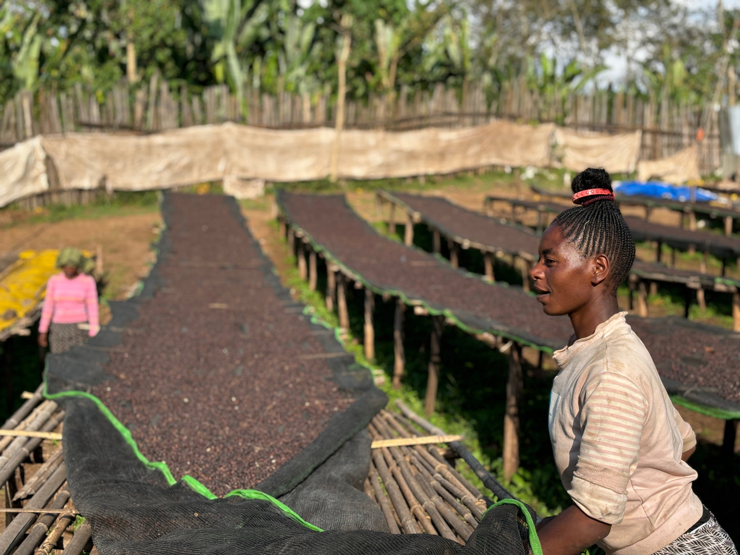 ETHIOPIA ARICHA NATURAL