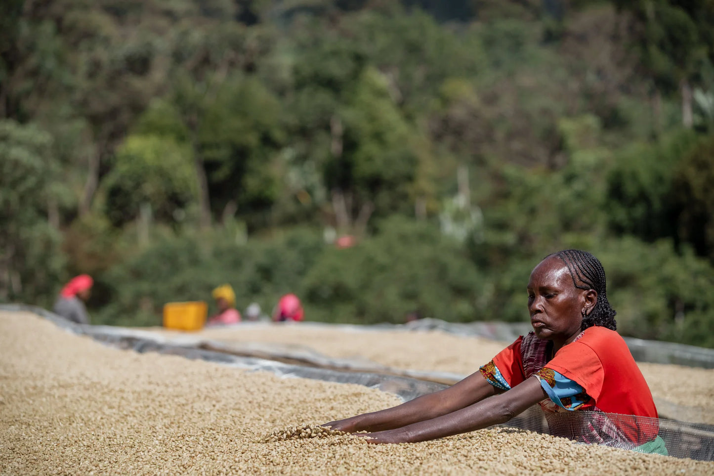 YIRGACHEFFE CHELBESA WASHED